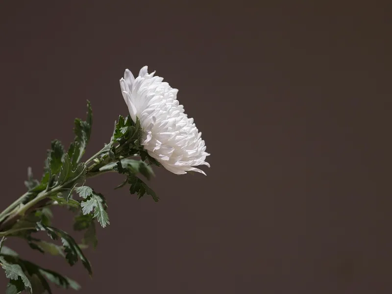 Einzelne weiße Chrysantheme als ruhiger Tischschmuck bei einer Trauerfeier